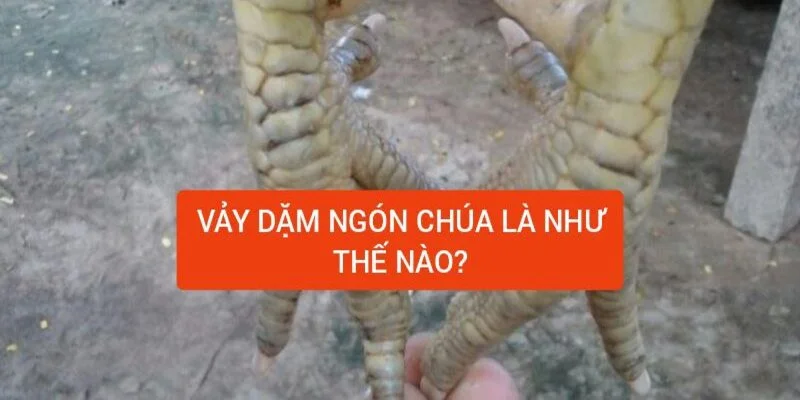 tim-hieu-ve-vay-dam-o-ngon-chua-cua-ga